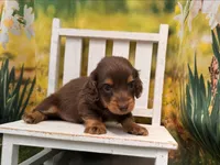 COOPER, a male Miniature Dachshund for sale in Kansas City, KS – 1 of 2