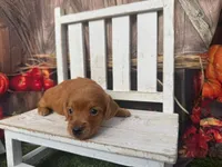 Liam, a male Miniature Dachshund for sale in Russellville, AR – 5 of 6