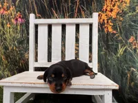 Daisy, a female Miniature Dachshund for sale in Russellville, AR – 5 of 5