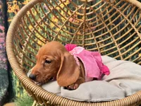 Dolly including pet nanny to NYC Oct 1st, a female Miniature Dachshund for sale in New York, NY – 3 of 5