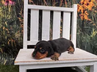 Fritz, a male Miniature Dachshund for sale in Russellville, AR – 2 of 2