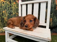 Barney, a male Miniature Dachshund for sale in Harrisonville, MO – 2 of 5