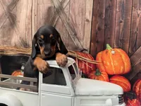 Luna including pet nanny to NYC Oct 1st, a female Miniature Dachshund for sale in New York, NY – 2 of 6