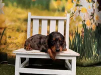 Dillon, a male Dachshund and Miniature Dachshund for sale in St. Louis, MO – 3 of 3