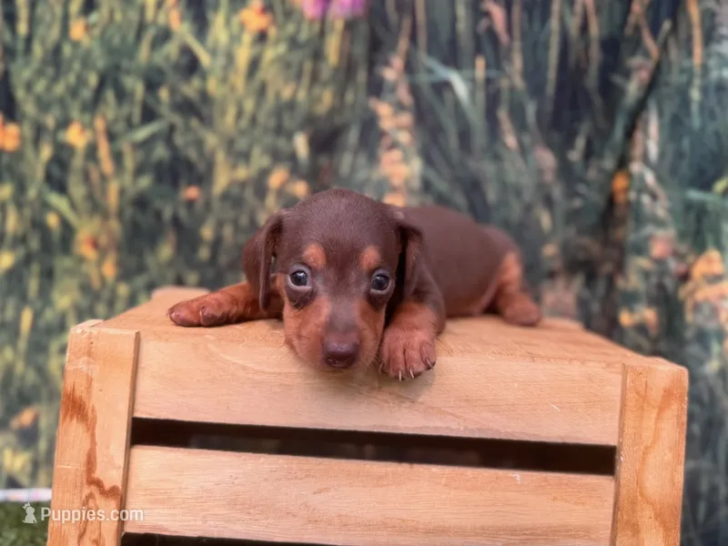 Beau – Miniature Dachshund puppy for sale in New York, NY