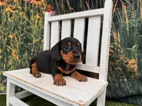 Daisy, a female Miniature Dachshund for sale in Harrisonville, MO – 4 of 4