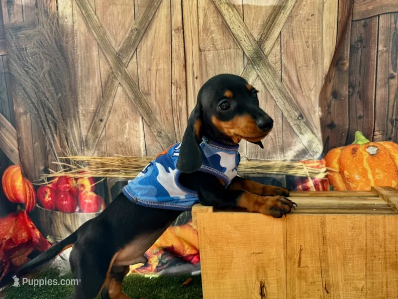 Tiny Tiny Timmie including shipping to NYC – Dachshund, Miniature Dachshund puppy for sale in New York, NY