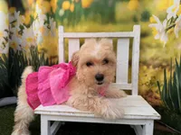 Can del. to KC or Springfield Mo June 5 Belle, a female Maltipoo for sale in Kansas City, KS – 2 of 3