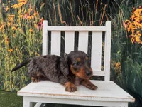 Alphie, a male Miniature Dachshund for sale in Russellville, AR – 7 of 7
