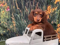  Rocky, a male Miniature Dachshund for sale in Russellville, AR – 2 of 2