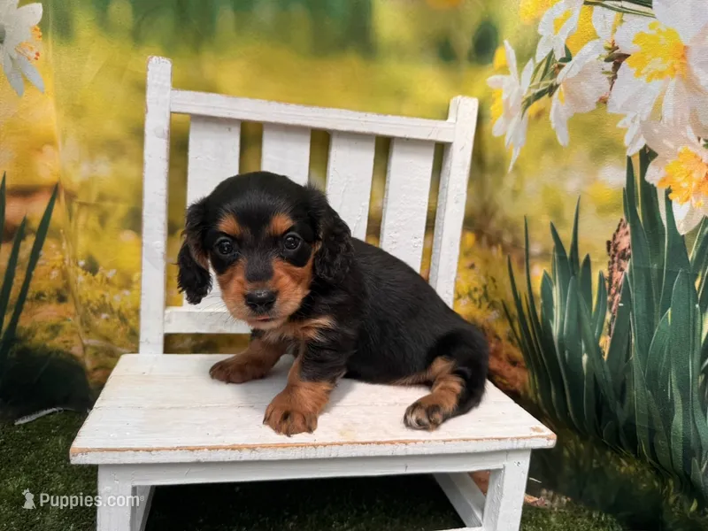 STELLA – Miniature Dachshund puppy for sale in Kansas City, KS