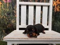 Timmy, a male Miniature Dachshund for sale in Russellville, AR – 3 of 3