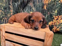Lizzy, a female Miniature Dachshund for sale in Harrisonville, MO – 4 of 4