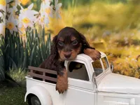 Hershey, a male Miniature Dachshund for sale in Bella Vista, AR – 1 of 4