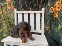 Alphie, a male Miniature Dachshund for sale in Russellville, AR – 2 of 7