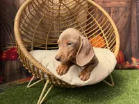 Isabella, a female Miniature Dachshund for sale in Russellville, AR – 4 of 7