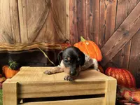 Joy, a female Dachshund and Miniature Dachshund for sale in Kansas City, KS – Photo 2 of 4
