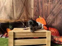 Joy, a female Dachshund and Miniature Dachshund for sale in Kansas City, KS – Photo 3 of 4