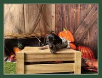 Joy, a female Dachshund and Miniature Dachshund for sale in Kansas City, KS – Photo 1 of 4