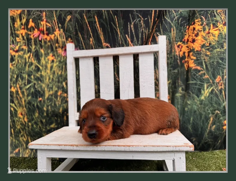 Boz – Miniature Dachshund puppy for sale in Russellville, AR