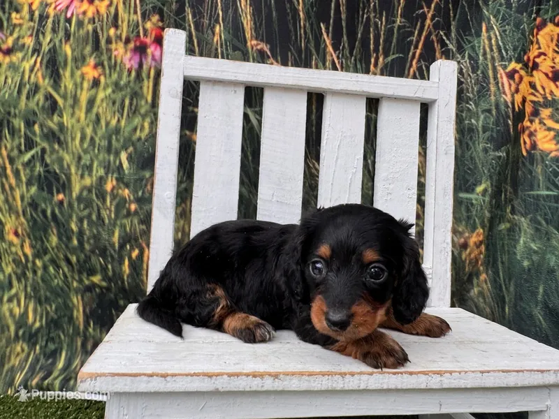 Greta – Miniature Dachshund puppy for sale in Russellville, AR