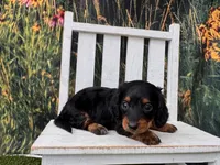 Greta, a female Miniature Dachshund for sale in Russellville, AR – 1 of 4