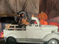 Missy, a female Miniature Dachshund for sale in Russellville, AR – 4 of 6