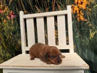 Ella, a female Miniature Dachshund for sale in Russellville, AR – 2 of 5
