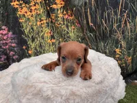 Ella, a female Miniature Dachshund for sale in Harrisonville, MO – 2 of 5