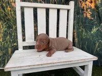 Bluey, a female Miniature Dachshund for sale in Russellville, AR – 3 of 3