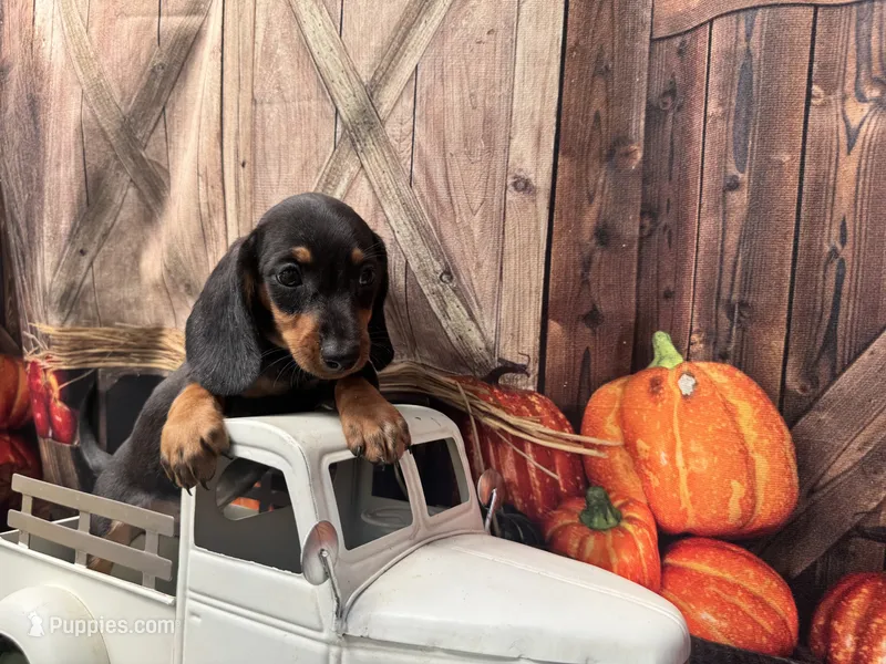 Missy – Miniature Dachshund puppy for sale in Russellville, AR