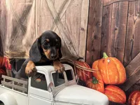 Missy, a female Miniature Dachshund for sale in Russellville, AR – 1 of 3