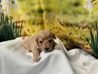 Toby, a male Maltipoo for sale in Memphis, TN – Photo 3 of 3