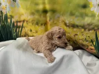 Toby, a male Maltipoo for sale in Memphis, TN – Photo 2 of 3