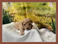 Toby, a male Maltipoo for sale in Memphis, TN – Photo 1 of 3