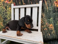 Tiny KC, a male Miniature Dachshund for sale in Harrisonville, MO – 4 of 5