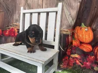 Jacky, a male Miniature Dachshund for sale in Russellville, AR – 3 of 4