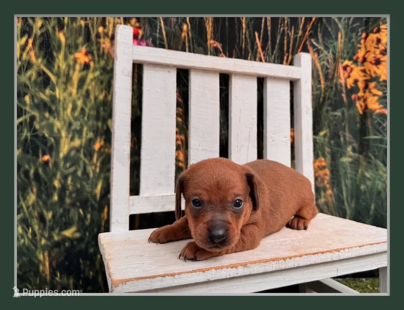 Ella – Miniature Dachshund puppy for sale in Russellville, AR
