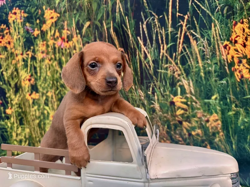 Ella – Miniature Dachshund puppy for sale in Saint Petersburg, FL