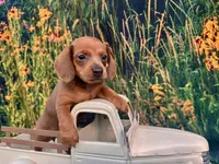 Ella, a female Miniature Dachshund for sale in Saint Petersburg, FL – 1 of 4