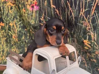 Tiny Fritz , a male Miniature Dachshund for sale in Saint Petersburg, FL – 4 of 4