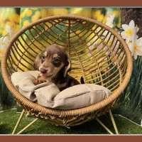 Milo, a male Dachshund and Miniature Dachshund for sale in Russellville, AR – Photo 1 of 5