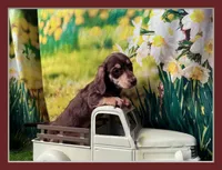 Milo, a male Dachshund and Miniature Dachshund for sale in Bella Vista, AR – Photo 1 of 4