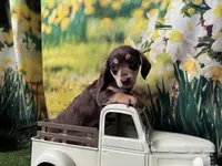 Milo, a male Dachshund and Miniature Dachshund for sale in Bella Vista, AR – Photo 4 of 4