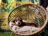 Milo, a male Dachshund and Miniature Dachshund for sale in Bella Vista, AR – Photo 2 of 4