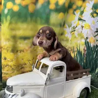 Milo, a male Dachshund and Miniature Dachshund for sale in Russellville, AR – Photo 4 of 5