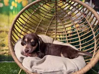 Milo, a male Dachshund and Miniature Dachshund for sale in Bella Vista, AR – Photo 3 of 4