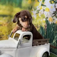 Milo, a male Dachshund and Miniature Dachshund for sale in Russellville, AR – Photo 3 of 5