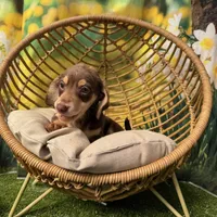 Milo, a male Dachshund and Miniature Dachshund for sale in Russellville, AR – Photo 5 of 5