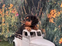 Winston, a male Miniature Dachshund for sale in Bella Vista, AR – 2 of 4